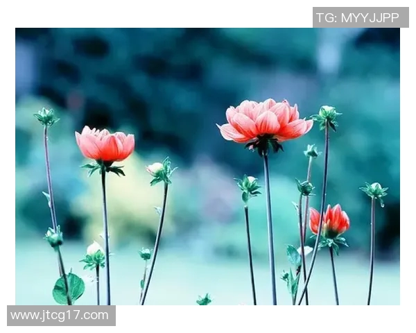 张新艳的成长之路与人生哲学探索:从平凡到卓越的心灵旅程 张新艳的成长之路与人生哲学探索:从平凡到卓越的心灵旅程